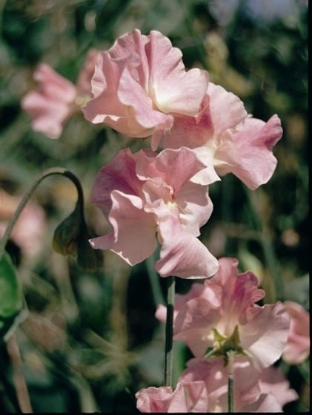 Picture of Sweet Pea - Mrs R Bolton